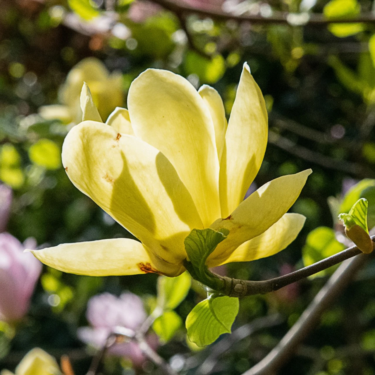 M. 'Daphne' AGM